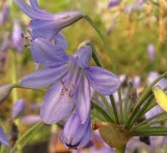 Image result for Agapanthus campanulatus