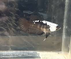 Black Betta Fish For Sale Black Panda Betta Fish Also Called Mamba 24 00 Standard Shipping Betta Fish Betta Fish For Sale