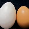 Uban hilang dengan putih telur. 1