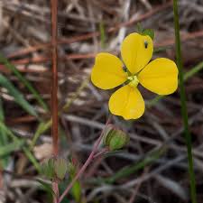 Image result for Kyllinga odorata