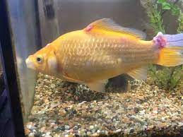 Actually, any dead fish gets limed at the farm to keep it from stinking. How To Dispose Of Dead Koi Fish