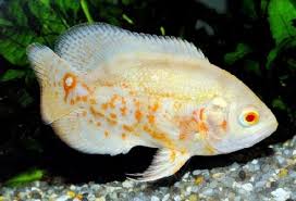 Atau selagi ikan lain pada mati kerana suhu yang naik turun tidak karuan, ikan oscar malah boleh bangga dengan ketahanan tubuhnya. 11 Jenis Ikan Oscar Terpopuler 2021 Dan Laku Di Pasaran Plus Harga Juraganhobi Com