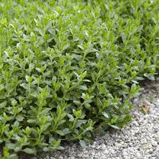 Edelgamander Bodendecker Fur Trockene Lagen Bodendecker Mehrjahrige Pflanzen Gartenarbeit