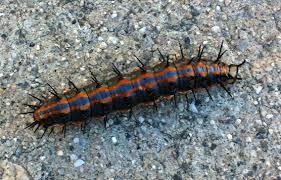 Black And Red Spiky Caterpillar California Caterpillars And Pupa Archives Page 265 Of 448 What S That Bug