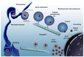 But the virus can also survive several months in processed meat, and several years in frozen carcasses, so meat products are a particular concern for it is believed that the disease was initially brought from east africa to georgia by contaminated pig products. Viruses Free Full Text African Swine Fever Virus A Review Html