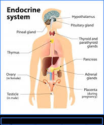 Check spelling or type a new query. Types Of Glands In Humans Their Secretion Function With Diagram