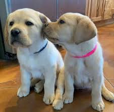My one and half year golden labrador looking for new home. Labrador Retriever For Sale Posts Facebook