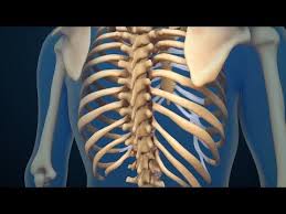 Pin On Bones Joints And Muscles