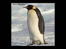 You can make sound with a musical instrument if you go to the lighthouse and go on the stage then wear nothing but your musical instrument then dance or wave (depending on what kind of instrument). Emperor Penguin Sound Youtube