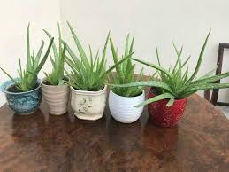And ensure that whatever you use in cutting the leaf is sharp so that you make a quick, clean cut in one snap. 7 Steps To Fix A Wilting Aloe Vera World Of Succulents