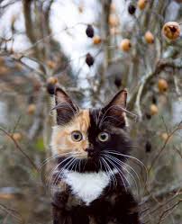 Black And Orange Tortoiseshell Kitten A Gorgeous Tortoiseshell Calico Cat Whose Adorable Face Is Half Orange And Half Black Two Faced Cat Calico Cat Pretty Cats