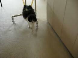 Introduction this cat wheelchair is for all the kitty cats out there in the world who are missing one or both of their hind legs, or for those with crippled or paralyzed hind legs. Homemade Cat Wheelchair Youtube