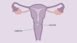 Image result for cervix position