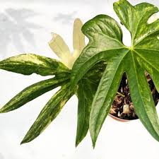 Bunga teratai identik dengan simbol keabadian, keberuntungan, dan kekayaan. 9 Jenis Tanaman Hias Yang Dipercaya Membawa Hoki Di Rumah