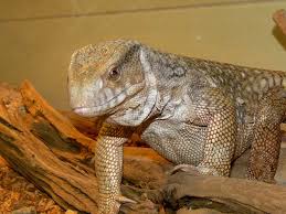 Savannah Monitor Facts Size Behavior Lifespan Pictures