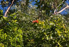 Image result for Combretum bracteosum