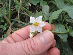 Image result for Solanum tettense