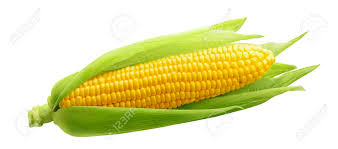 They placed the kernels onto empty corn cob slots and as it turns out, there are two ears worth of corn packed into a can of corn. An Ear Of Corn Digital Prints Prints Sharestan Com