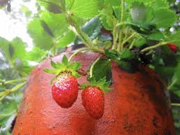 They are also used in making ranging potions. Why Are My Strawberry Plants Yield So Small The Morning Call