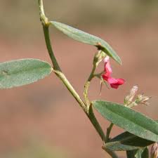 Image result for Indigofera oxalidea