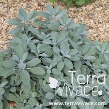 Sauge Officinale Salvia Officinalis La Sauge Officinale Est Une Vivace Aromatique Et Condimentaire Au Port Buissonnant Le F Sauge Officinale Sauge Vivaces