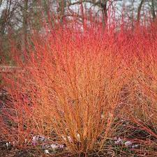 Fragrant tiny white flowers appear in late spring that will attract butterflies. Cornus S Midwinter Fire 2 5ltr 20 40 Greenleaf Nurseries