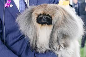 A pekingese named wasabi hotdogged his way to best in show at the 2021 westminster dog show. Redregae3briim