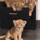 صور اسد أجمل صور الاسد ملك الغابة خلفيات اسود رائعة وجميلة جدا موقع حصري Cute Baby Animals Cute Animals Animals Beautiful