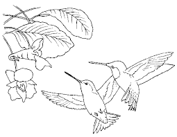 You can search several different ways, depending on what information you have available to enter in the site's search bar. Hummingbird Coloring Pages Couple Coloring4free Coloring4free Com