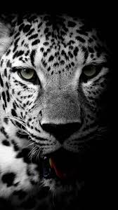 Muchatseble Con Imagenes Fondos Animales Animales Felino