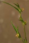 Image result for Commelina subulata