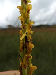 Image result for Disa ochrostachya