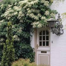 Some of the damage may be caused by frost, but it is hard to tell from the small. 27 Plants Ideas Plants Hydrangea Petiolaris Planting Flowers