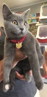 This Is Bubble A 5 Month Old Russian Blue Russian Blue Cat Russian Blue Cats