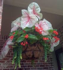 White Queen Caladiums Flower Pots Outdoor Container Gardening Flowers Container Garden Design
