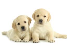 A labrador retriever puppy for sale can later express hereditary problems such as hip and elbow dysplasia and eye problems. Open Thread Labradors Are They Really The Best Dogs Ever Animals The Guardian