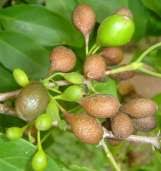 Image result for Canthium inerme