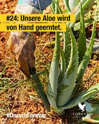 Unglücklicherweise produziert die pflanze im laufe der jahre ihre lebenswichtigen ressourcen, und es besteht die notwendigkeit einer verjüngung oder der gewinnung neuer exemplare. Darum Forever Simply The Best Aloe Vera Company
