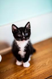 Find a Participating Veterinarian