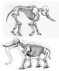 Nancy Rothwell Award 12 14 Year Old Category Shortlisted Sophie Bettencourt Animal Science Owl Skeleton Art