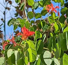 Image result for Bauhinia galpinii