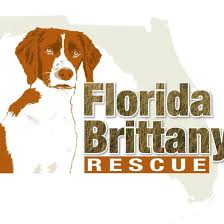This allows us to better ensure that the animal of interest is exactly what you're looking for, and vice versa. Haile S Angels Pet Rescue Home Facebook