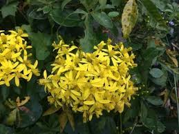 Image result for Senecio tamoides