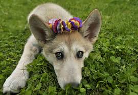 Lookiing for dogs for adoption near you? Wild Facts About Wolf Dogs