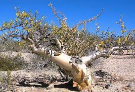 Image result for Pachycarpus concolor