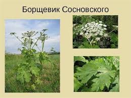 Как отличить ядовитый борщевик сосновского и сибирский? Borshevik Sosnovskogo Online Presentation