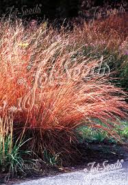 Image result for Enneapogon scoparius