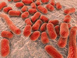 Image result for Striga baumannii