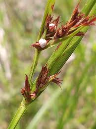 Image result for Scleria induta