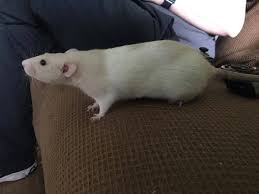 Take a look at the amazing health benefits of zucchini, a summer squash that looks like a cucumber. A List Of Safe And Dangerous Food For Rats